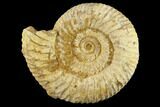 1" Perisphinctes Ammonite Fossils - Madagascar - Photo 3